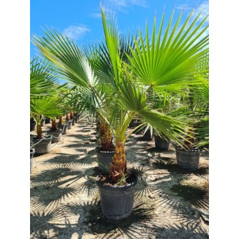 Washingtonia robusta 30/35 lt -5º/-8º